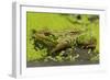 Green Frog in Duckweed-null-Framed Photographic Print