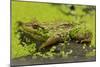 Green Frog in Duckweed-null-Mounted Photographic Print