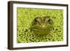 Green Frog in Duckweed-null-Framed Photographic Print