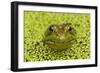 Green Frog in Duckweed-null-Framed Photographic Print