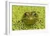 Green Frog in Duckweed-null-Framed Photographic Print