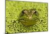 Green Frog in Duckweed-null-Mounted Photographic Print