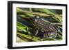 Green frog in the grass by Mattawamkeag River in Wytipitlock, Maine.-Jerry & Marcy Monkman-Framed Photographic Print