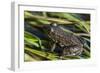 Green frog in the grass by Mattawamkeag River in Wytipitlock, Maine.-Jerry & Marcy Monkman-Framed Photographic Print