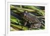 Green frog in the grass by Mattawamkeag River in Wytipitlock, Maine.-Jerry & Marcy Monkman-Framed Premium Photographic Print