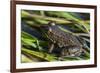 Green frog in the grass by Mattawamkeag River in Wytipitlock, Maine.-Jerry & Marcy Monkman-Framed Premium Photographic Print