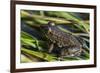 Green frog in the grass by Mattawamkeag River in Wytipitlock, Maine.-Jerry & Marcy Monkman-Framed Photographic Print