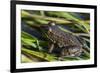 Green frog in the grass by Mattawamkeag River in Wytipitlock, Maine.-Jerry & Marcy Monkman-Framed Photographic Print