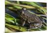 Green frog in the grass by Mattawamkeag River in Wytipitlock, Maine.-Jerry & Marcy Monkman-Mounted Photographic Print