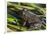 Green frog in the grass by Mattawamkeag River in Wytipitlock, Maine.-Jerry & Marcy Monkman-Framed Photographic Print