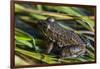 Green frog in the grass by Mattawamkeag River in Wytipitlock, Maine.-Jerry & Marcy Monkman-Framed Photographic Print