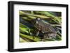 Green frog in the grass by Mattawamkeag River in Wytipitlock, Maine.-Jerry & Marcy Monkman-Framed Photographic Print