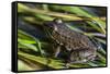 Green frog in the grass by Mattawamkeag River in Wytipitlock, Maine.-Jerry & Marcy Monkman-Framed Stretched Canvas