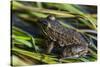 Green frog in the grass by Mattawamkeag River in Wytipitlock, Maine.-Jerry & Marcy Monkman-Stretched Canvas