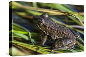 Green frog in the grass by Mattawamkeag River in Wytipitlock, Maine.-Jerry & Marcy Monkman-Stretched Canvas