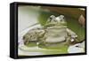 Green Frog Resting on Lily Pads-null-Framed Stretched Canvas