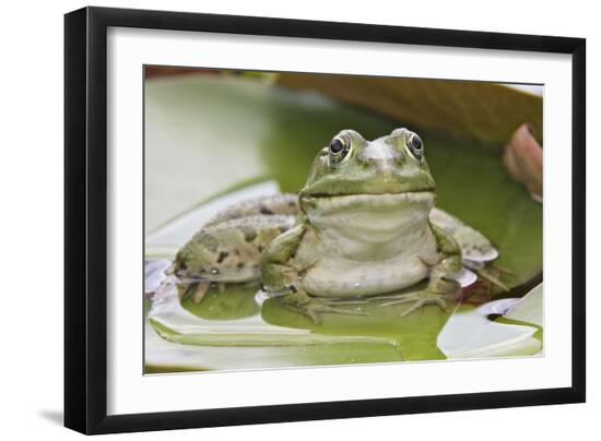 Premium Photographic Print, , large