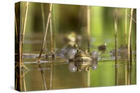 Green Frog with Inflated Vocal Sacs in Garden Pond-null-Stretched Canvas