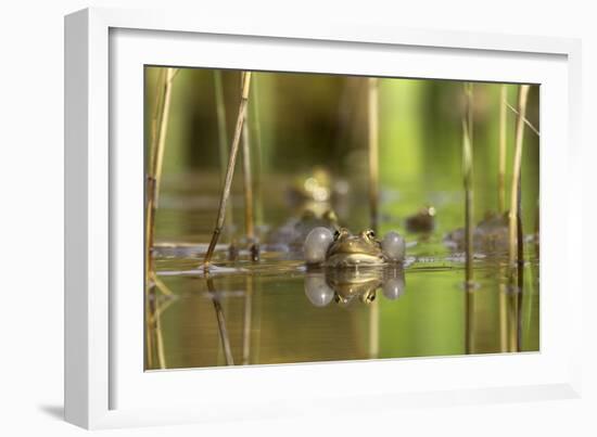 Green Frog with Inflated Vocal Sacs in Garden Pond-null-Framed Photographic Print