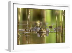 Green Frog with Inflated Vocal Sacs in Garden Pond-null-Framed Photographic Print