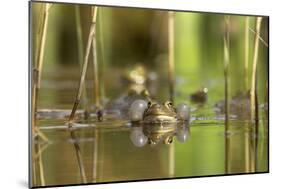 Green Frog with Inflated Vocal Sacs in Garden Pond-null-Mounted Photographic Print