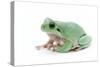 Green Frog-null-Stretched Canvas