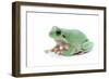 Green Frog-null-Framed Photographic Print