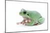 Green Frog-null-Mounted Photographic Print