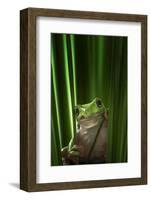 Green Frog-Ahmad Gafuri-Framed Photographic Print