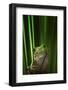 Green Frog-Ahmad Gafuri-Framed Photographic Print