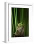 Green Frog-Ahmad Gafuri-Framed Photographic Print