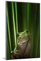 Green Frog-Ahmad Gafuri-Mounted Photographic Print