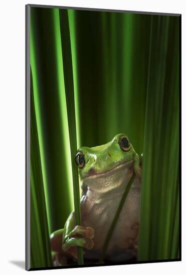 Green Frog-Ahmad Gafuri-Mounted Photographic Print