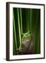 Green Frog-Ahmad Gafuri-Framed Photographic Print