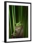 Green Frog-Ahmad Gafuri-Framed Photographic Print