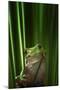 Green Frog-Ahmad Gafuri-Mounted Photographic Print