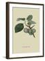 Green Gage Plum-William Hooker-Framed Art Print