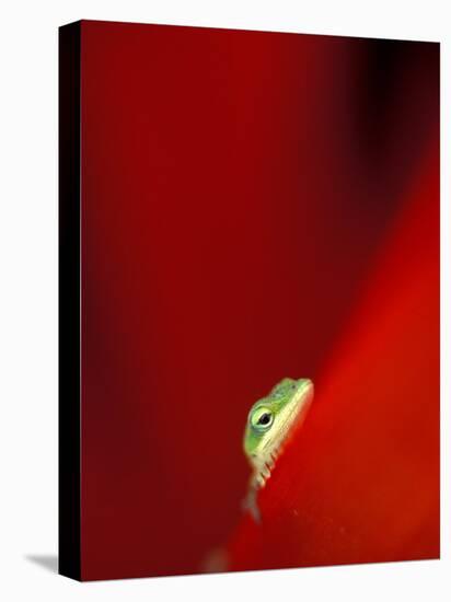 Green Gecko on Red Agave, Maui, Hawaii, USA-Brent Bergherm-Stretched Canvas