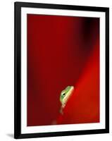 Green Gecko on Red Agave, Maui, Hawaii, USA-Brent Bergherm-Framed Premium Photographic Print