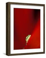 Green Gecko on Red Agave, Maui, Hawaii, USA-Brent Bergherm-Framed Photographic Print