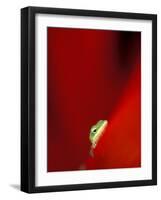 Green Gecko on Red Agave, Maui, Hawaii, USA-Brent Bergherm-Framed Photographic Print