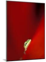 Green Gecko on Red Agave, Maui, Hawaii, USA-Brent Bergherm-Mounted Photographic Print