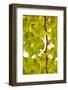 Green Gingko-Philippe Sainte-Laudy-Framed Photographic Print