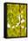 Green Gingko-Philippe Sainte-Laudy-Framed Stretched Canvas