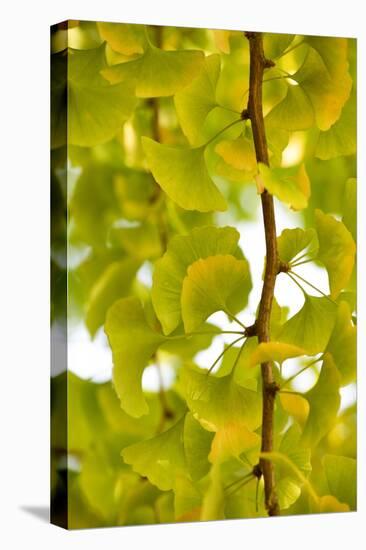 Green Gingko-Philippe Sainte-Laudy-Stretched Canvas