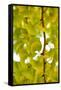 Green Gingko-Philippe Sainte-Laudy-Framed Stretched Canvas
