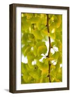 Green Gingko-Philippe Sainte-Laudy-Framed Photographic Print