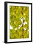 Green Gingko-Philippe Sainte-Laudy-Framed Photographic Print