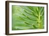 Green Goddess 2-Ross Gordon-Framed Giclee Print