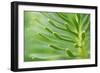 Green Goddess 2-Ross Gordon-Framed Giclee Print